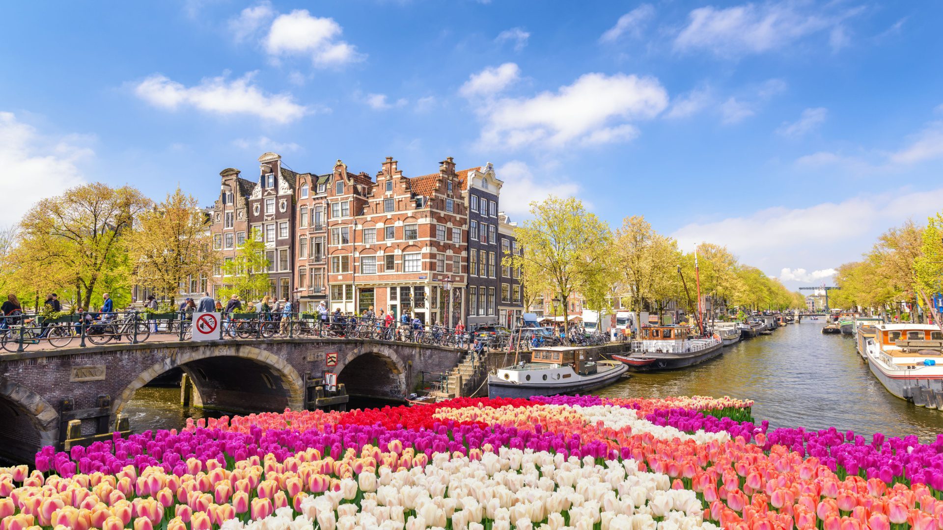 holland cruise with tulips